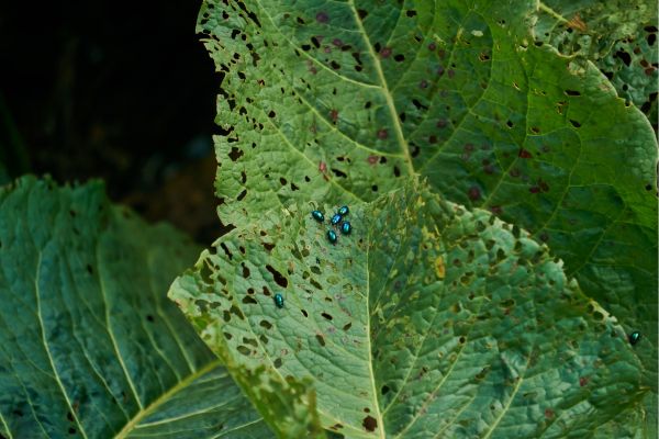 Bugs and leaves that have been destroyed