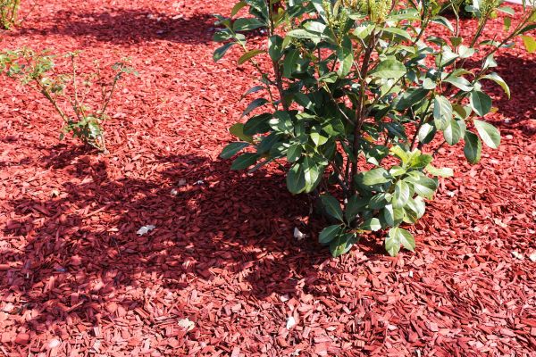 A green plant stands out against red mulch