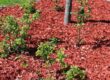 Small trees and shrubs are surrounded by red mulch