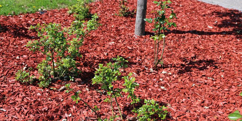 Small trees and shrubs are surrounded by red mulch