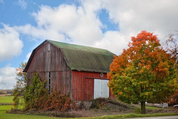 An aged red barn covered with trees