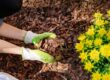A person uses brown mulch in their flowerbed