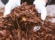 A person wearing gardening gloves is holding handfuls of brown mulch.