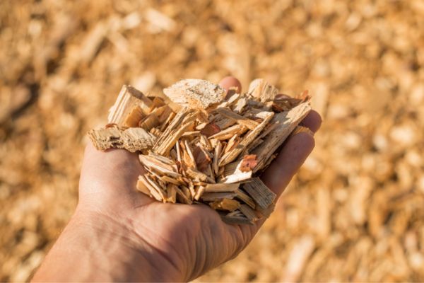 A hand outstretched and holding wood chips, one of several types of mulch. 