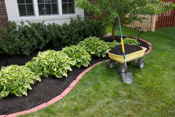 A garden bed with black mulch and bushes planted in a yard. 